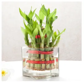 Relanta Square Decorative Glass Vase for Flowers Live Plants Bamboo Money Plants Home Decor Office Living Room Table Decorations, Vases for Home Decor,Modern Glass Vase, Gift, VASE ONLY NO Plant